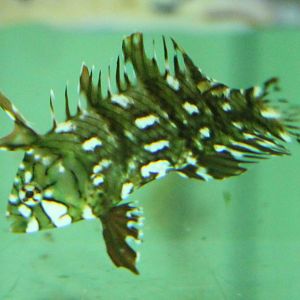 Dragon wrasse juvenile