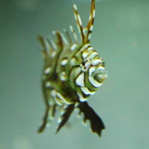 Dragon wrasse juvenile