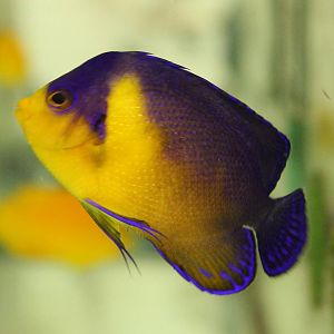 Venustus angelfish