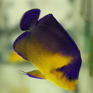 Venustus angelfish