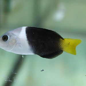 Half-and half wrasse