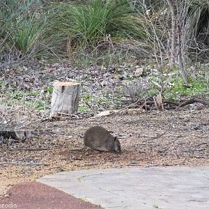 Southern Brown Bandicoot
