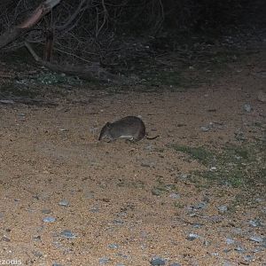 Southern Brown Bandicoot
