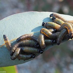 Sawfly Larvae