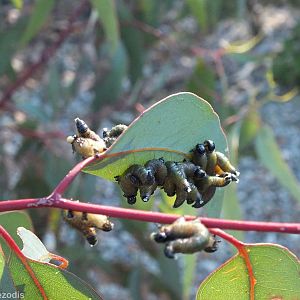 Some Sort of Caterpillars