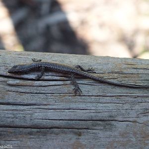 Fence Skink (Crytoblepharus buchananii)