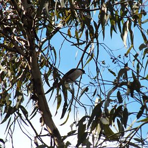 Western White-naped Honeyeater