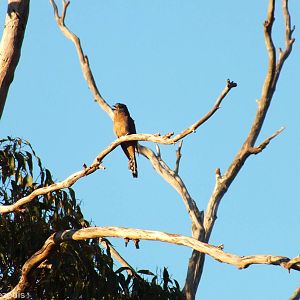 Fan-tailed Cuckoo Singing