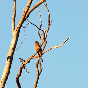 Fan-tailed Cuckoo