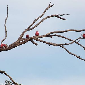 Galahs