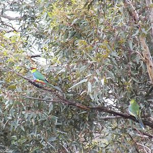 Red-capped Parrot Pair