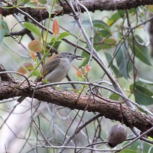 Brown Honeyeater