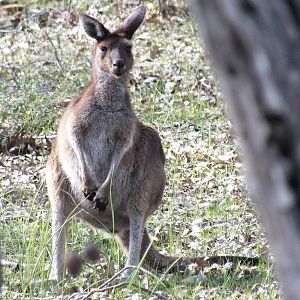 Western Grey Kangaroo