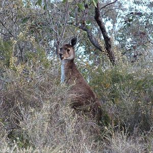 Western Grey Kangaroo