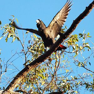 Red-tailed Black-cockatoo