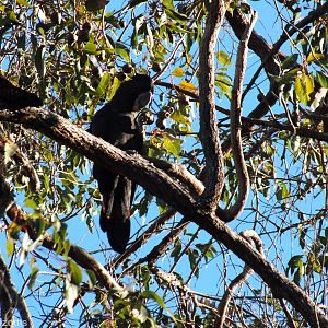 Red-tailed Black-cockatoo