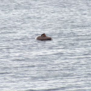 Great Crested Grebe