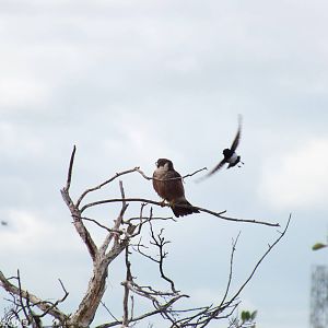 Australian Hobby Being Mobbed by a Willie Wagtail