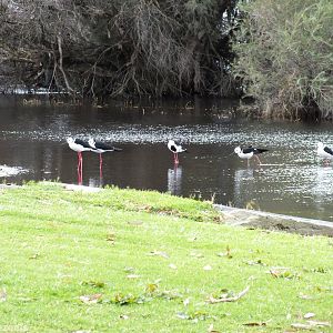 Pied Stilts