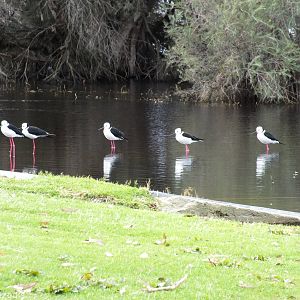 Pied Stilts