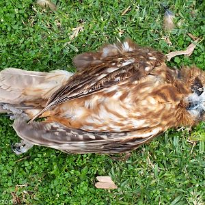 Dead Boobook Owl