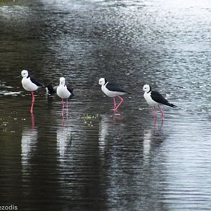 Pied Stilts