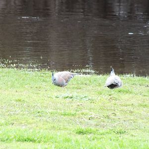 Crested Pigeons