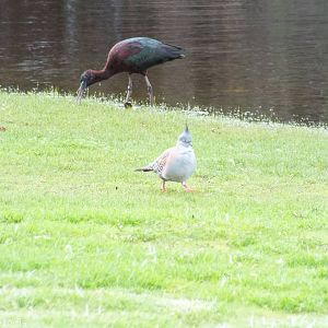 Crested Pigeon and Glossy Ibis