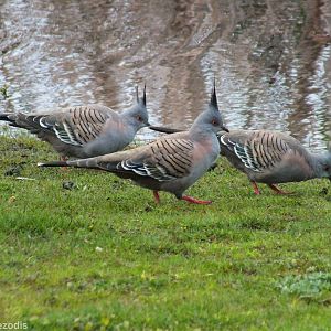 Crested Pigeon