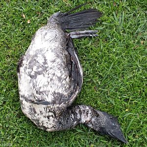 Dead Musk Duck