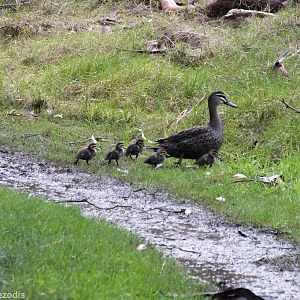 Pacific Black Duck and Ducklings