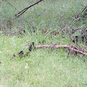 Pacific Black Duck and Ducklings