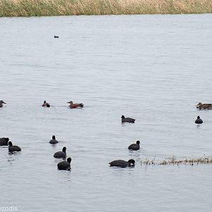 Australian Shovelers and Common Coots
