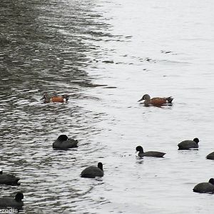Australian Shovelers and Common Coots