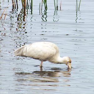 Yellow-billed Spoonbill