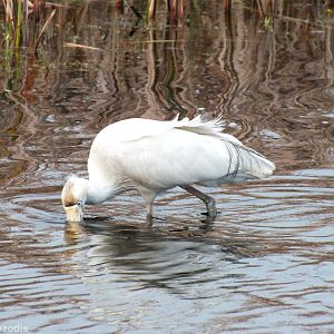 Yellow-billed Spoonbill