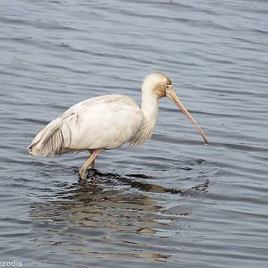 Yellow-billed Spoonbill