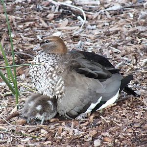 Australian Wood Duck with Ducklings