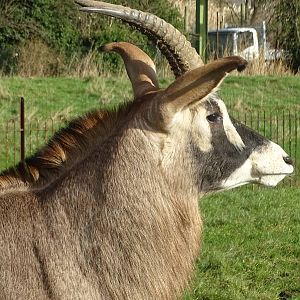 Roan Antelope at Chester 02/02/16