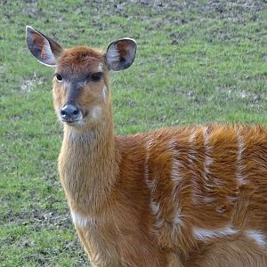 Sitatunga at Chester 02/02/16