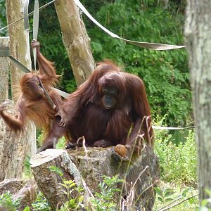 Bornean Orangutans, August 2016