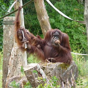 Bornean Orangutans, August 2016