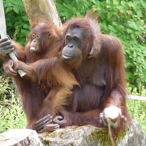 Bornean Orangutans, August 2016