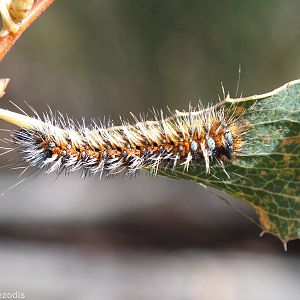 Caterpillar