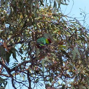 Red-capped Parrot