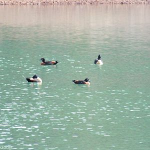 Australian Shelducks