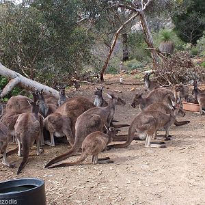 Western Grey Kangaroos