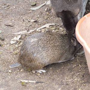 Southern Brown Bandicoot and Western Grey Kangaroo
