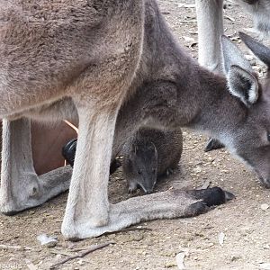 Southern Brown Bandicoot and Western Grey Kangaroos