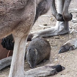 Southern Brown Bandicoot and Western Grey Kangaroos
